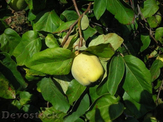 Devostock Fruit Quince Pome Fruit