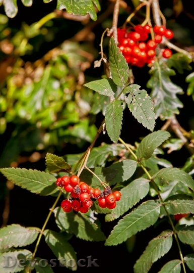 Devostock Fruit Red Berries Plant