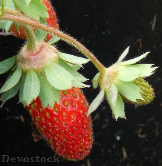 Devostock Fruit Strawberry Food Healthy