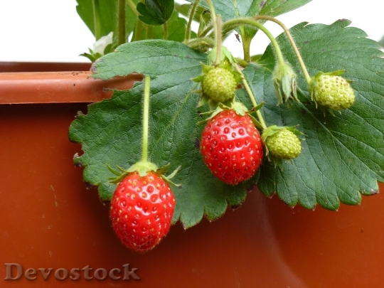 Devostock Fruit Strawberry Red Fruits
