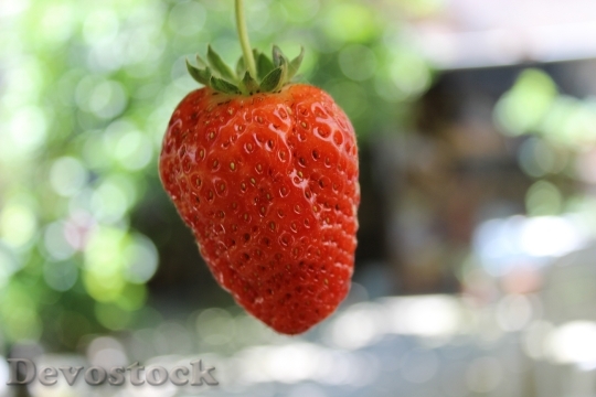 Devostock Fruit Strawberry Red Nature