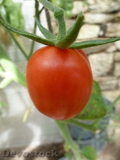 Devostock Fruit Tomato Red Eco