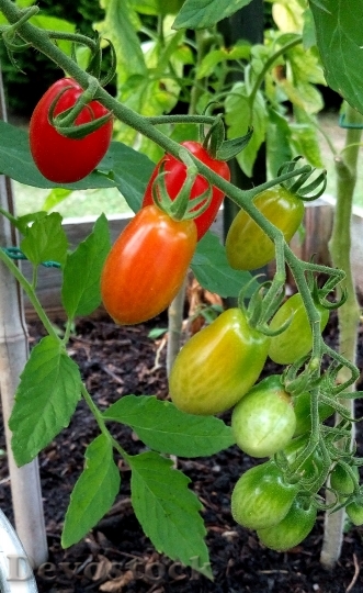 Devostock Fruit Tomato Red Garden