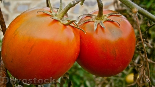 Devostock Fruit Tomato Vegetable Nature 13