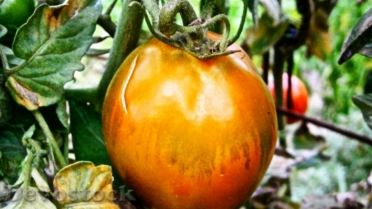 Devostock Fruit Tomato Vegetable Nature 3