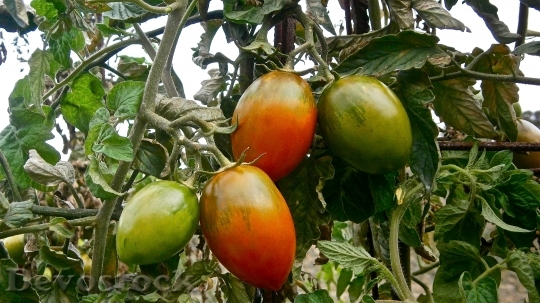 Devostock Fruit Tomato Vegetable Nature 7