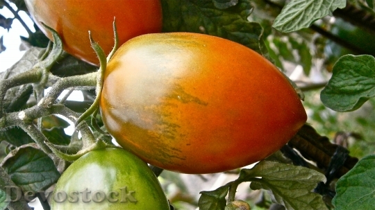 Devostock Fruit Tomato Vegetable Nature 8