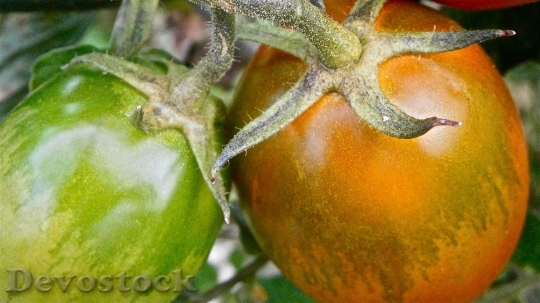 Devostock Fruit Tomato Vegetable Nature 9