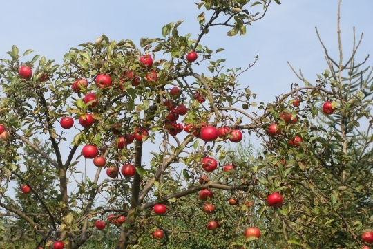 Devostock Fruit Tree Apple Tree