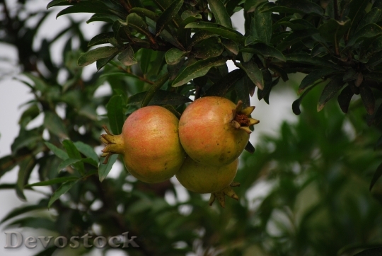 Devostock Fruit Tree Cluster Natural