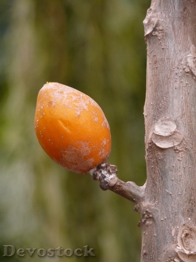 Devostock Fruit Tropical Orange Tree