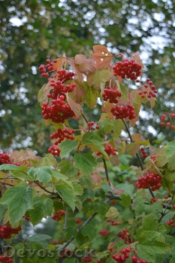 Devostock Fruits Berries Red Berry
