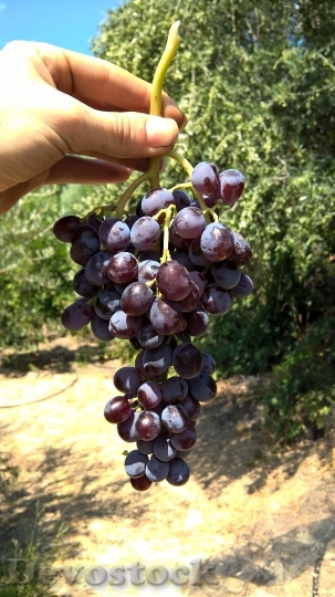 Devostock Fruits Fruit Fresh Grape