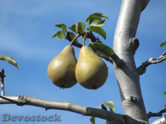 Devostock Fruits Pears Pear 1058325
