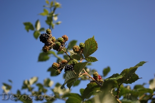 Devostock Fruits Plants Blackberries Crop