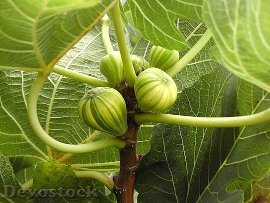 Devostock Fruits Plants Leaves Figs