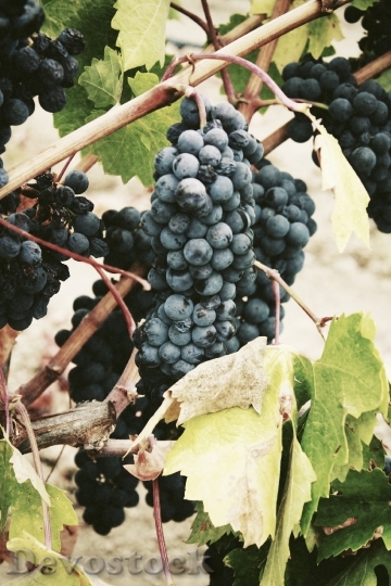 Devostock Fruits Vines Grape Agriculture