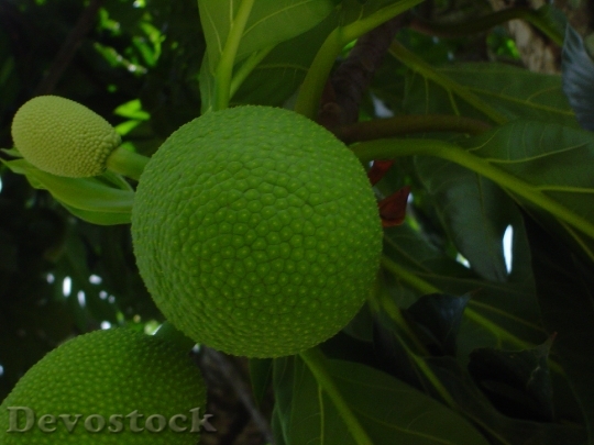 Devostock Fruta Pao Breadfruit