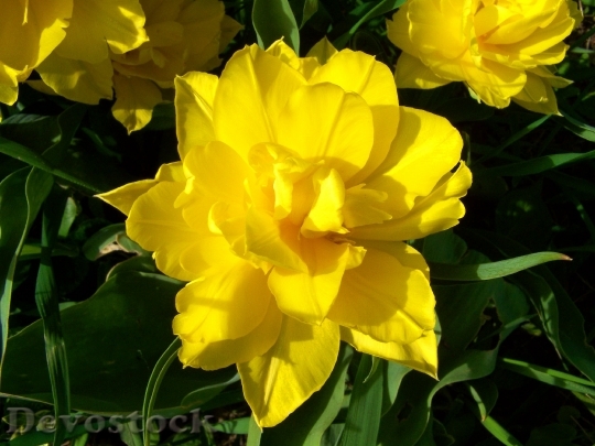 Devostock Full Flowered Tulips 725744