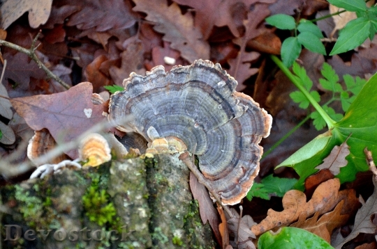 Devostock Fungus Forest Nature Autumn 0