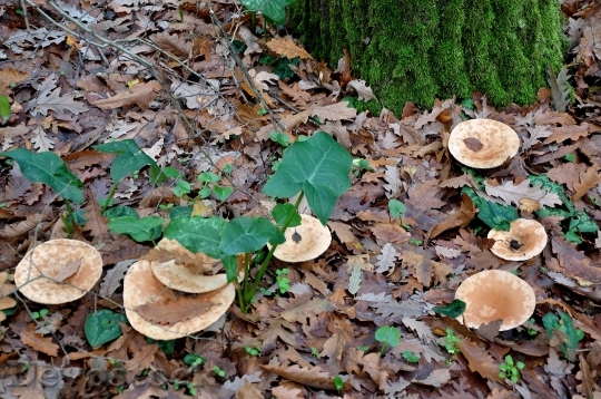 Devostock Fungus Forest Nature Autumn