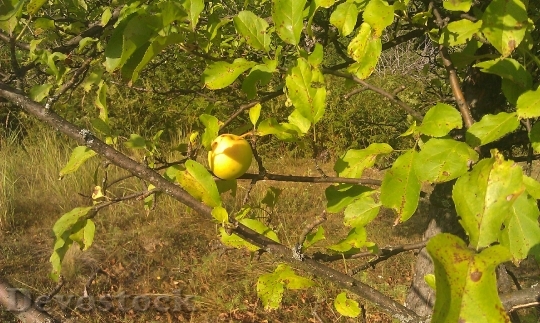 Devostock Garden Apple Tree Green