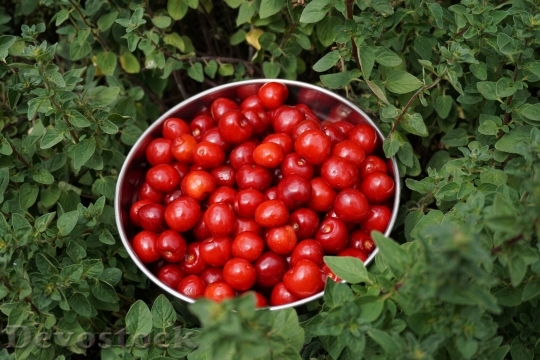Devostock Garden Cherry Bowl Fruit