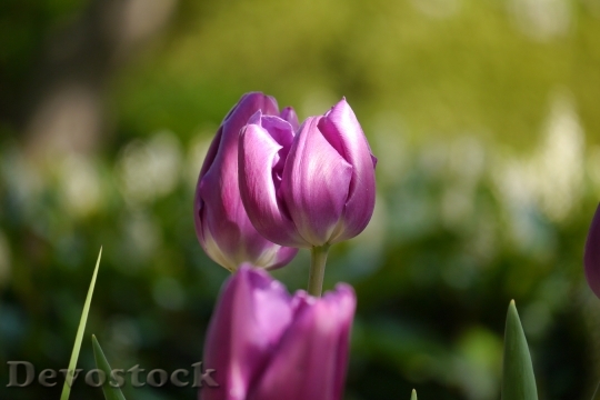 Devostock Garden Flower Tulip Plant 1