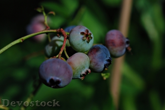 Devostock Garden Fruit Bilberry American