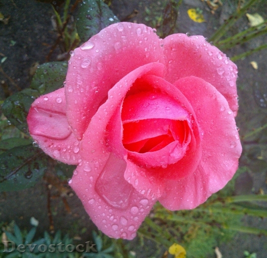 Devostock Garden Red Flower Roses