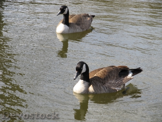 Devostock Geese Canadian Swimming Water 0