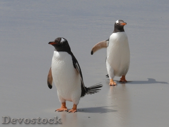 Devostock Gentoo Penguins Penguins Antarctica
