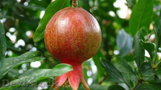Devostock Georgia Fruit Pomegranate 997820