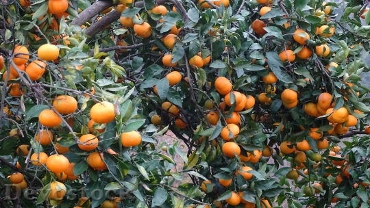 Devostock Georgia Tangerine Fruit 999239