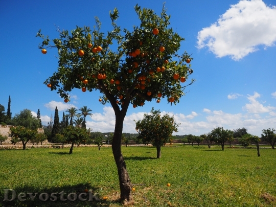 Devostock Geraniums Orange Tree Orange