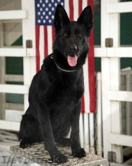 Devostock German Shepherd Black Dog