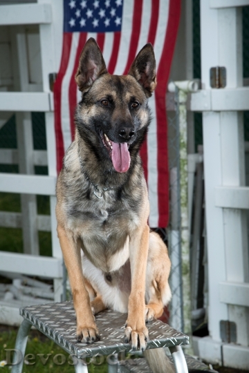Devostock German Shepherd Dog Military 1