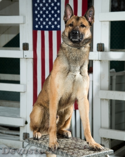 Devostock German Shepherd Dog Military