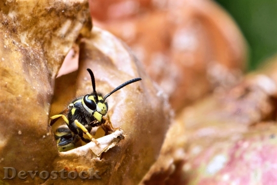 Devostock German Wasp Vespula Germanica 0