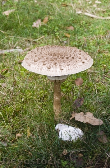 Devostock Giant Screen Fungus Mushrooms 0