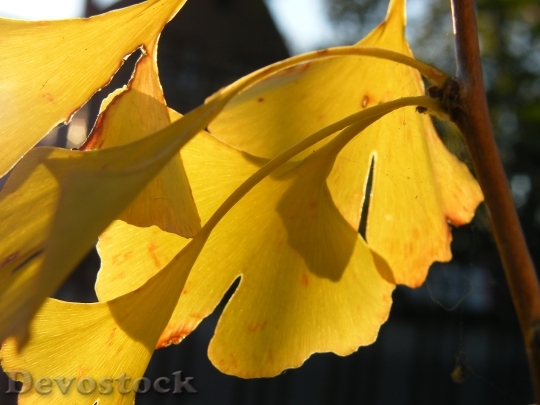 Devostock Gingko Leaf Leaves Autumn