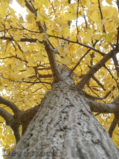 Devostock Gingko Tree Yellow Leaves