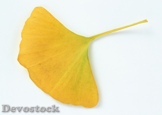 Devostock Ginkgo Green Leaves Under