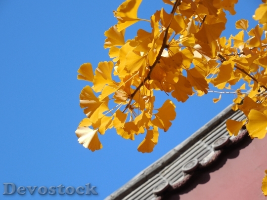 Devostock Ginkgo Leaves Fall Autumn 0
