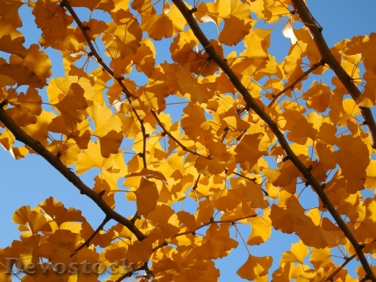 Devostock Ginkgo Leaves Fall Autumn 1