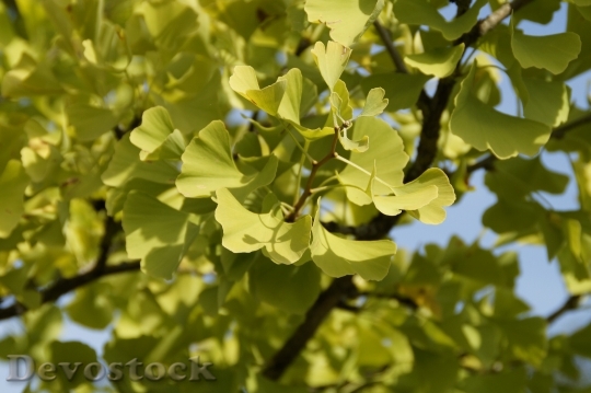 Devostock Ginko Green Leaves Tree
