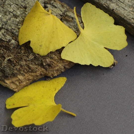 Devostock Ginko Nature Yellow Leaves
