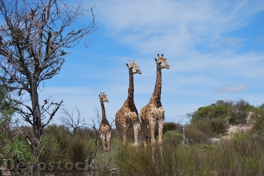 Devostock Giraffe Baby Giraffe Family