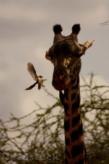 Devostock Giraffe Bird Friends Animal 1