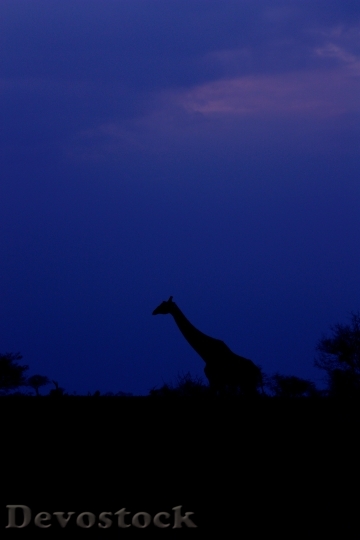 Devostock Giraffe Sky Sunset Animal